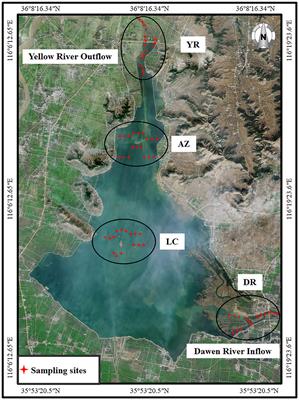 Unraveling the rate-limiting step in microorganisms' mediation of denitrification and phosphorus absorption/transport processes in a highly regulated river-lake system